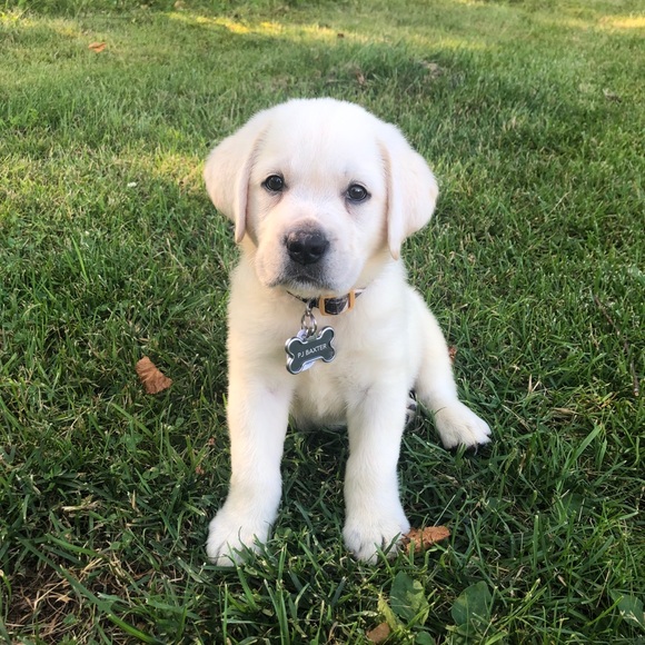 Hi!! I’m Kaitlyn and this is my puppy PJ - Picture 2 of 3